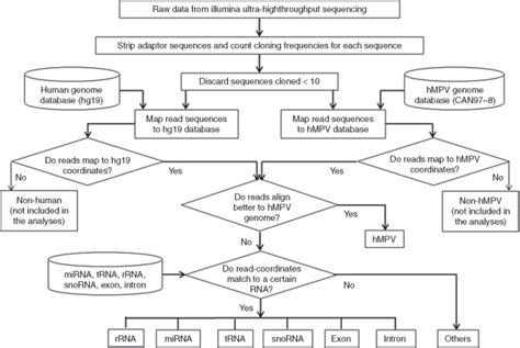 Human Metapneumovirus Treatment