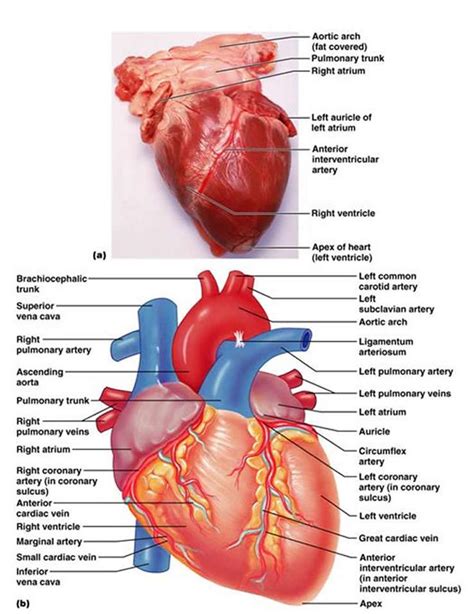 The Cardiovascular System: The Heart | Medical anatomy, Human anatomy and physiology ...