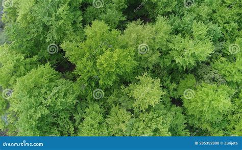 Beautiful Aerial View of Green Forest Trees Stock Photo - Image of color, light: 285352808