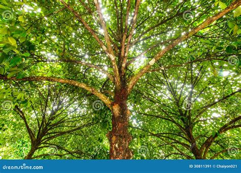 Mangosteen tree stock image. Image of vegetable, heavy - 30811391