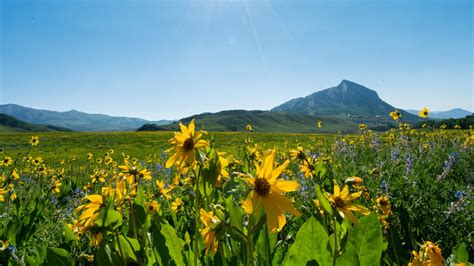 Going to Crested Butte's Wildflower Festival? Here's everything you'll ...