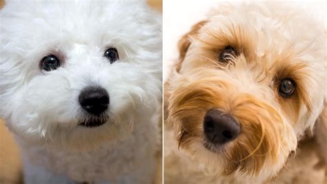 Best and Worst Dog Breeds for People With Allergies