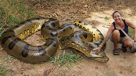 7 Jaw Dropping Facts About the Biggest Anaconda on Record – Page 7 – yourfunniest