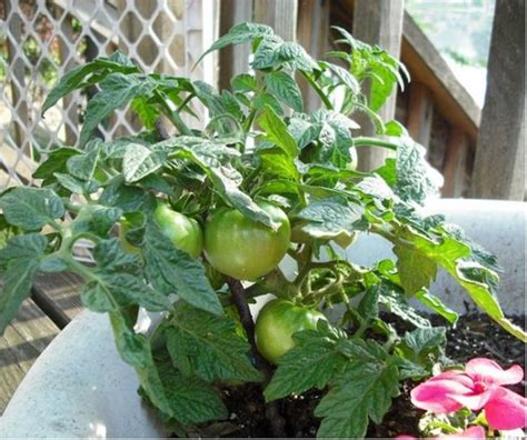 Container Tomato Gardening | Dengarden