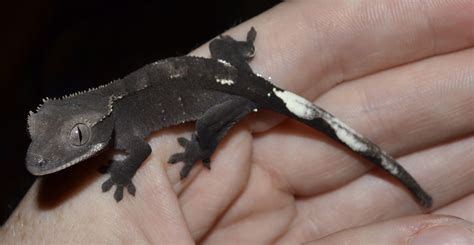 Crested Geckos Blog: October update number 2!! | Crested gecko, Gecko, Reptiles