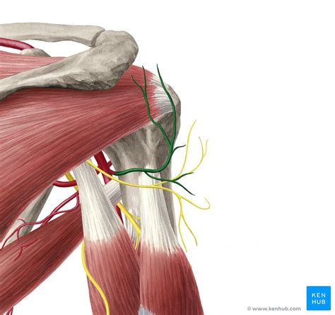 Posterior circumflex humeral artery: Course, supply | Kenhub