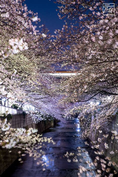 Night sakura in a few different places in Western Tokyo. | Sakura, Night, Around the worlds