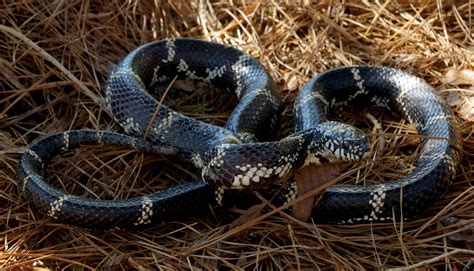 3 Rainbow Snakes in Under 24 Hours - Field Herp Forum