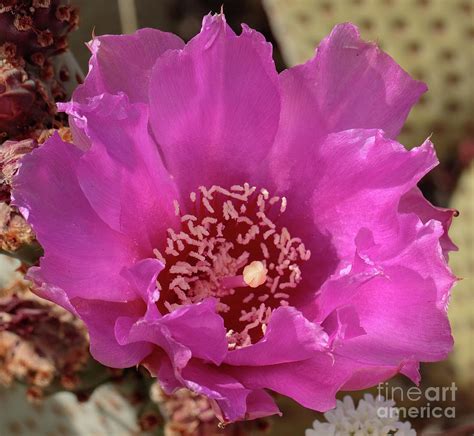 Beavertail Cactus 7D-F0103 Photograph by Stephen Parker - Fine Art America