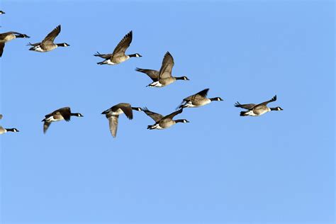 Group Of Canada Geese In Flight. Branta Photograph by Philippe Henry