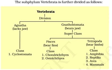 Classification of Vertebrata (Phylum Chordata)