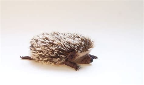 The sleeping hedgehog on Behance