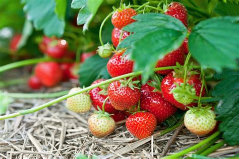 Strawberry plants: what to do after fruiting - The English Garden