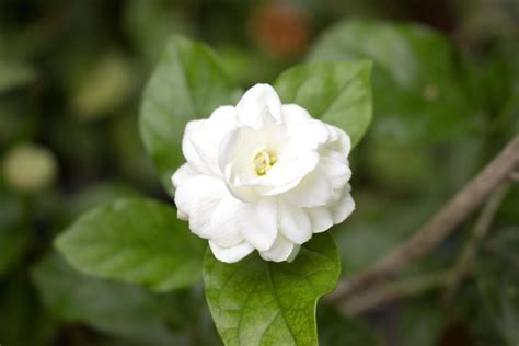 Jasmine Flower Stock Photos, Images and Backgrounds for Free Download