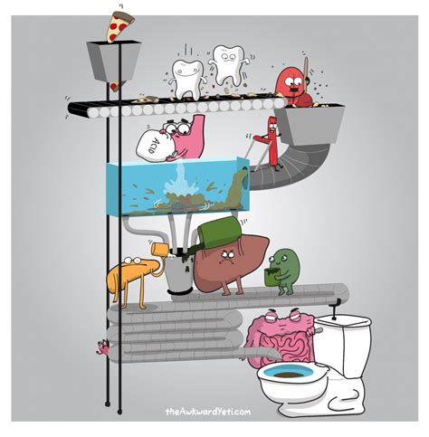 Digestive System Diagram