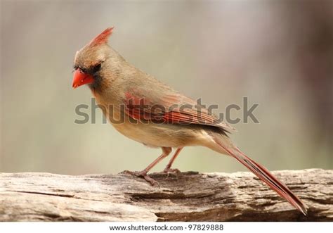 60 Photos Cardinal Female Birds Images, Stock Photos, 3D objects ...