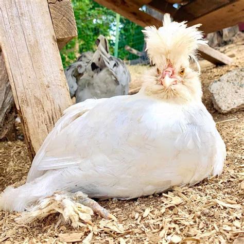 Sultan Chicken: Eggs, Height, Size and Raising Tips