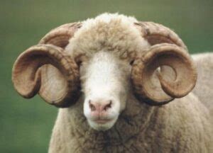 Dorset Sheep Breed Information, History & Facts - RaisingSheep.net