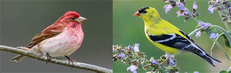 14 Types of Finches Found in Canada! (ID Guide) - Bird Watching HQ