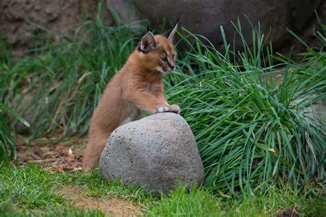 What's a caracal kitten? Cute | KVAL