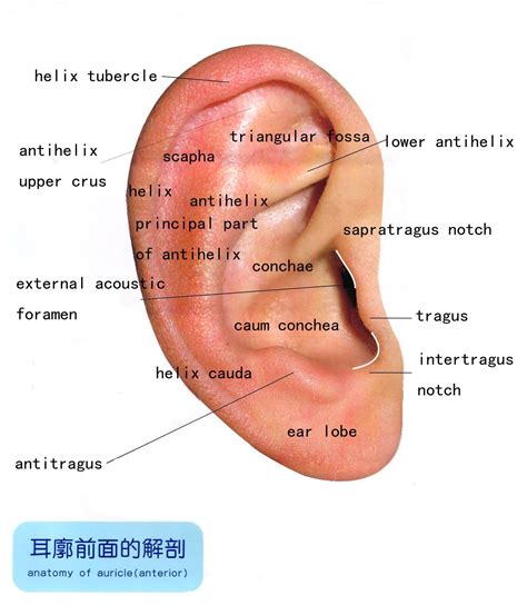 Biology Notes, Science Biology, Ear Anatomy Outer, California State ...