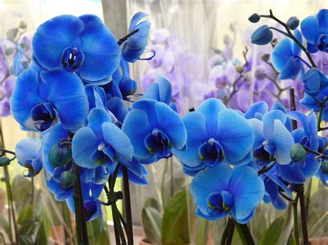 Photo gratuite: Orchidée, Bleu, Fleur, Belle - Image gratuite sur Pixabay - 748534