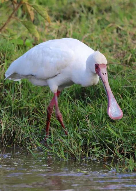 13 Facts About the African Spoonbill (Platalea alba) | Storyteller Travel