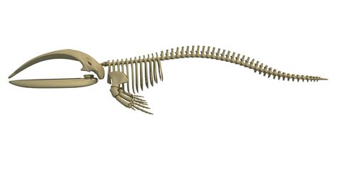 Right Whale Skeleton - 3D Animal Skeleton Models – 3D Horse