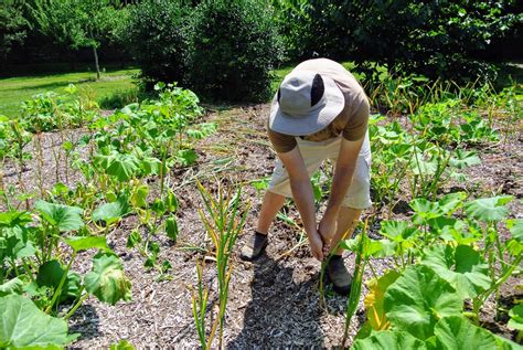 Harvesting Garlic at the Farm - The Martha Stewart Blog