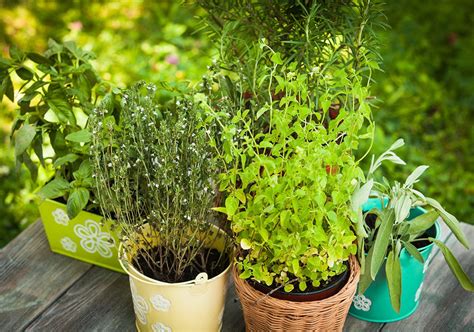 Growing herbs in containers – xGardening