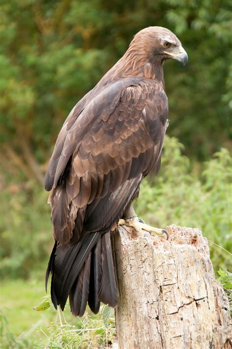 Anthony Miners Wildlife Photos: Golden Eagle