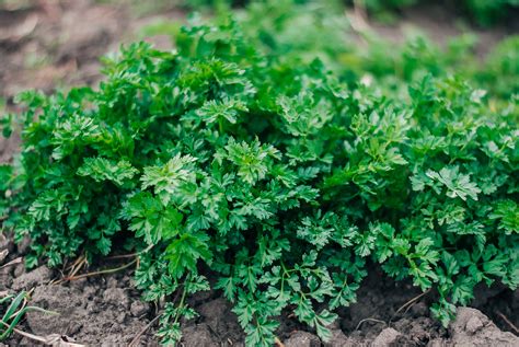 How to grow parsley