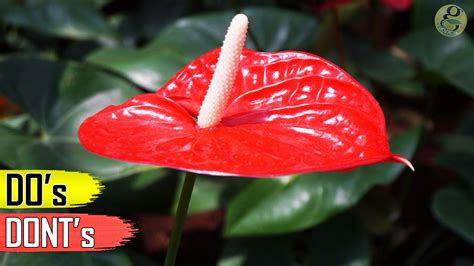 Anthurium andraeanum Plant Care tips and Propagation – GKVKs – Gardening Tips and Store