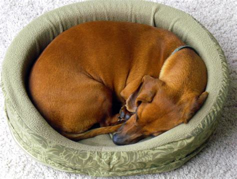 curled up sleeping dog Free Photo Download | FreeImages