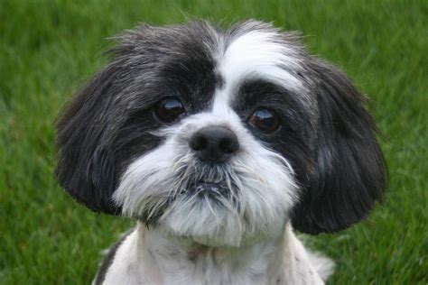 shih tzu health problems - Halkidiki.co | Best small dog breeds, Dog ...