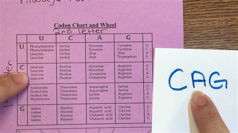 How To Read Dna Codon Table | Awesome Home