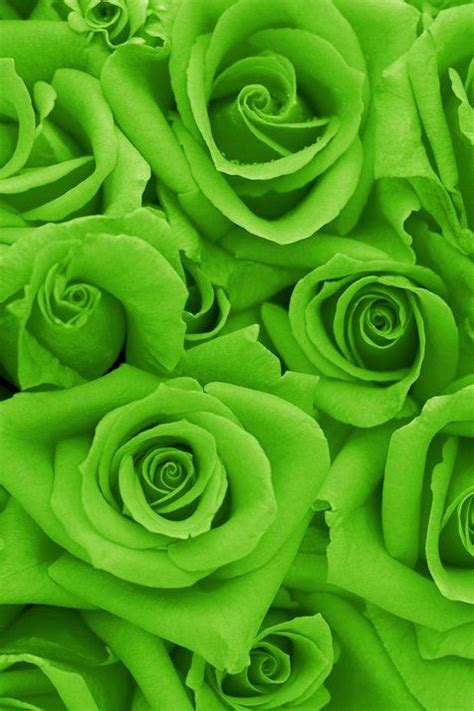 Roses in Lime Green Color | Green flowers, Flower aesthetic, Green rose