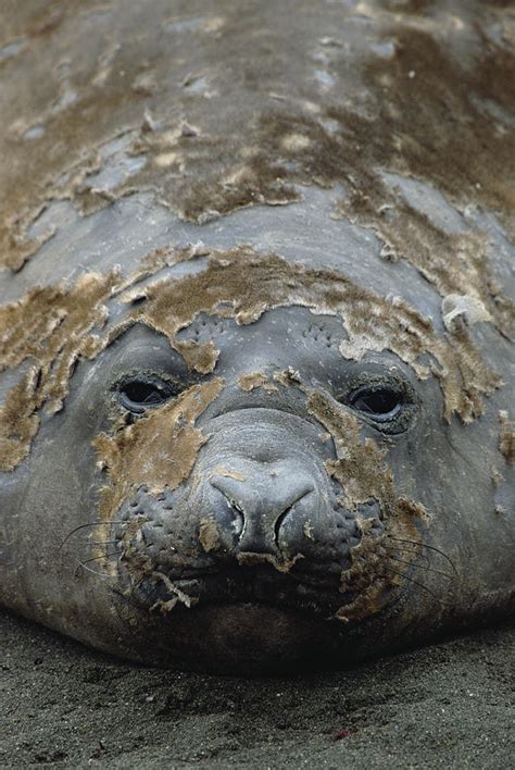 Southern Elephant Seal Molting Photograph by Konrad Wothe - Pixels