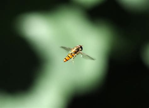 Hovering hoverflies – Ray Cannon's nature notes