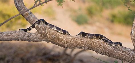 Common Kingsnake (Lampropeltis getula)