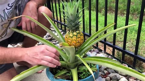 How to Harvest Pineapple Plant and Cut the Top for Planting - YouTube