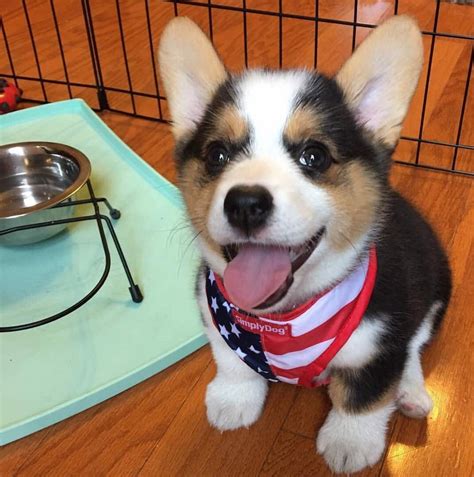 Welsh Corgi Puppies For Sale | Missouri City, TX #241731