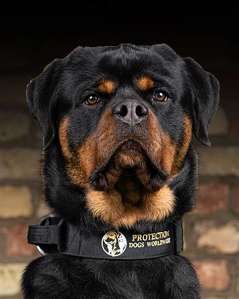 Are Rottweilers Protective Dogs