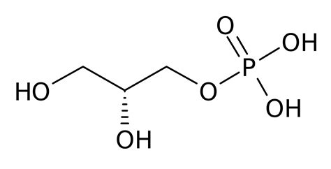 Glycerol 3-phosphate - Wikipedia