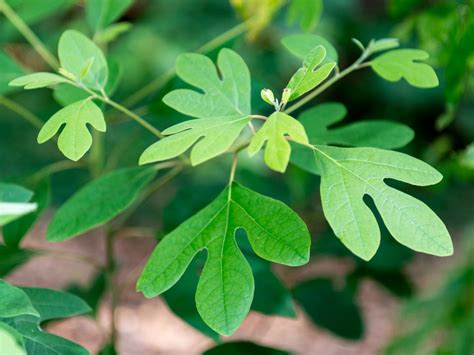 Sassafras: Cinnamon Wood, Ague Tree, Smelling Stick | Finger Lakes Land Trust