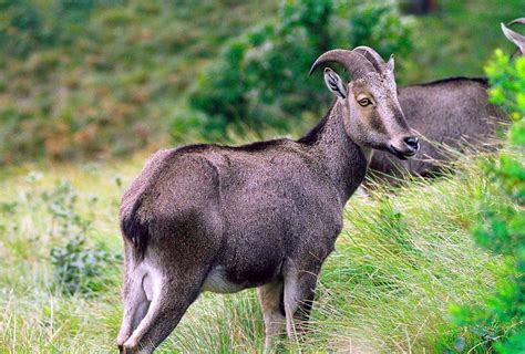 Animals From India | Kerala Tourism Info Rare Species Of Animals, Animal Species, Endangered ...