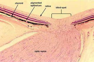 ErinBiol3500 | Vet medicine, Optic nerve, Anatomy humor