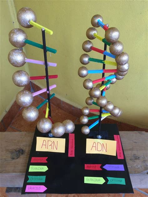 10 best maqueta de ADN images on Pinterest | Science fair, School projects and Science projects