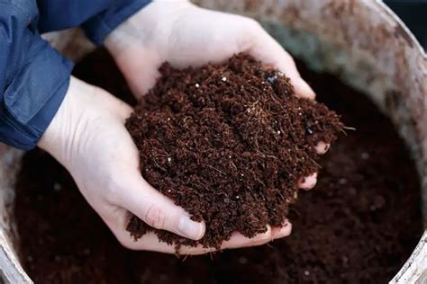 Coconut Mulch Pros and Cons for Planting - Full Explanation