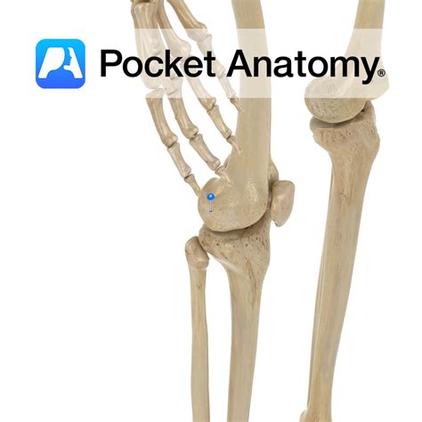 Femur - lateral condyle - Pocket Anatomy